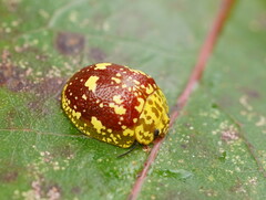 Paropsis maculata