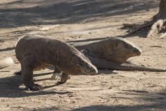 Varanus komodoensis