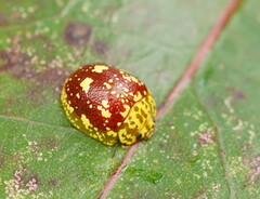Paropsis maculata