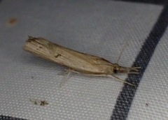 Fissicrambus mutabilis