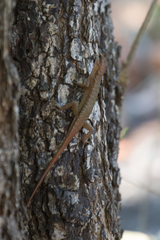 Sphenomorphus striolatus