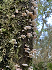 Scytinotus longinquus
