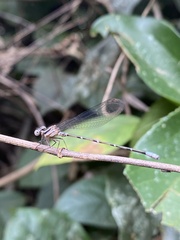 Argia pulla