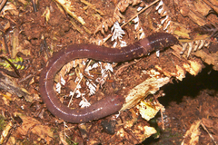 Megascolecidae