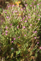 Centaurium tenuiflorum