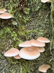 Scytinotus longinquus