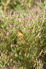Centaurium tenuiflorum