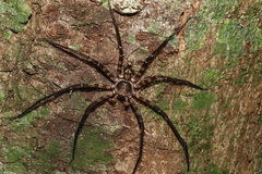 Heteropoda