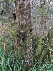 Scytinotus longinquus