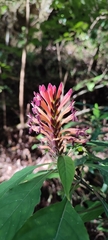Aphelandra