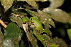 Ranoidea pearsoniana