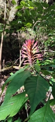 Aphelandra