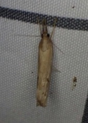Fissicrambus mutabilis
