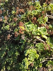 Aeonium lindleyi image