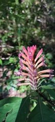 Aphelandra