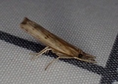 Fissicrambus mutabilis