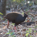 Papuan Orange-footed Scrubfowl - Photo (c) Mark Rosenstein, some rights reserved (CC BY-NC), uploaded by Mark Rosenstein