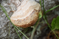 Fomes fomentarius