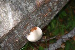 Fomes fomentarius