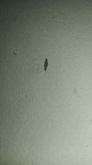 Phereoeca