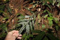 Blechnum patersonii
