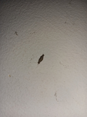 Phereoeca