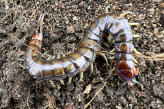 Cormocephalus esulcatus