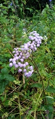Ageratum houstonianum