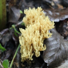 Ramaria decurrens