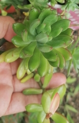 Pachysedum