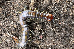 Cormocephalus esulcatus