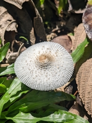 Lepiota cristata