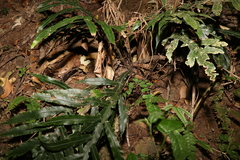 Blechnum patersonii