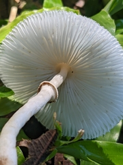 Lepiota cristata