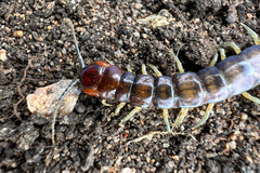 Cormocephalus esulcatus