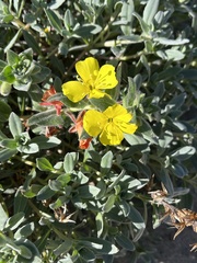 Camissoniopsis cheiranthifolia