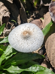 Lepiota cristata
