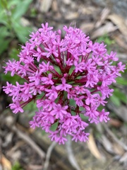 Centranthus ruber ruber