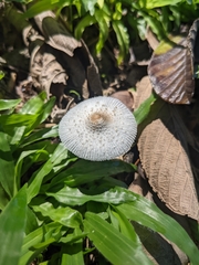 Lepiota cristata