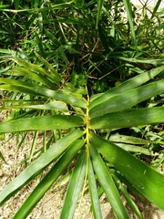 Bambusa vulgaris