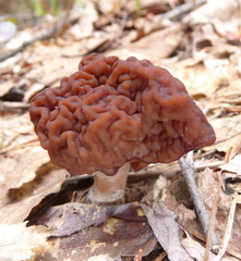 Gyromitra esculenta