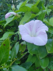 Calystegia