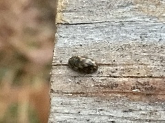 Litargus connexus