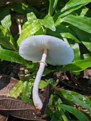 Lepiota cristata