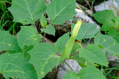 Datura