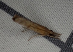 Fissicrambus mutabilis
