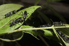 Chalybion zimmermanni