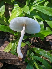 Lepiota cristata
