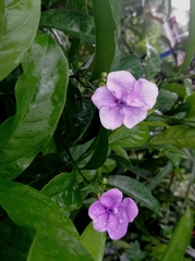 Brunfelsia