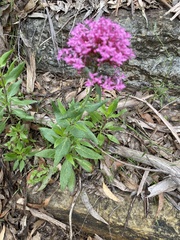 Centranthus ruber ruber